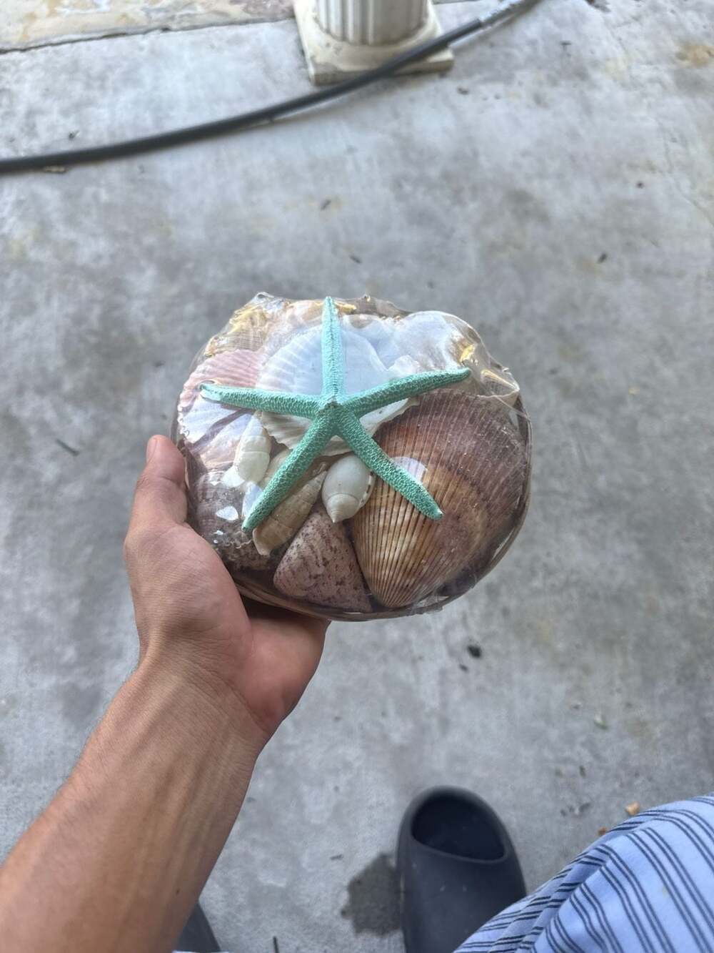 Assorted Sea Shells and Starfish Decor in 6-Inch Woven Basket